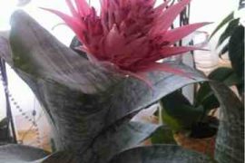 Bahar Geldi Ama Bahçem Yok!