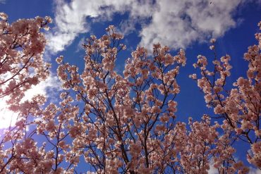 Uzakdoğu, Zen ve Sakuralar