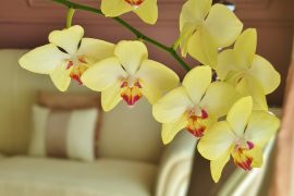 Decoridea Home Collection Nedir?