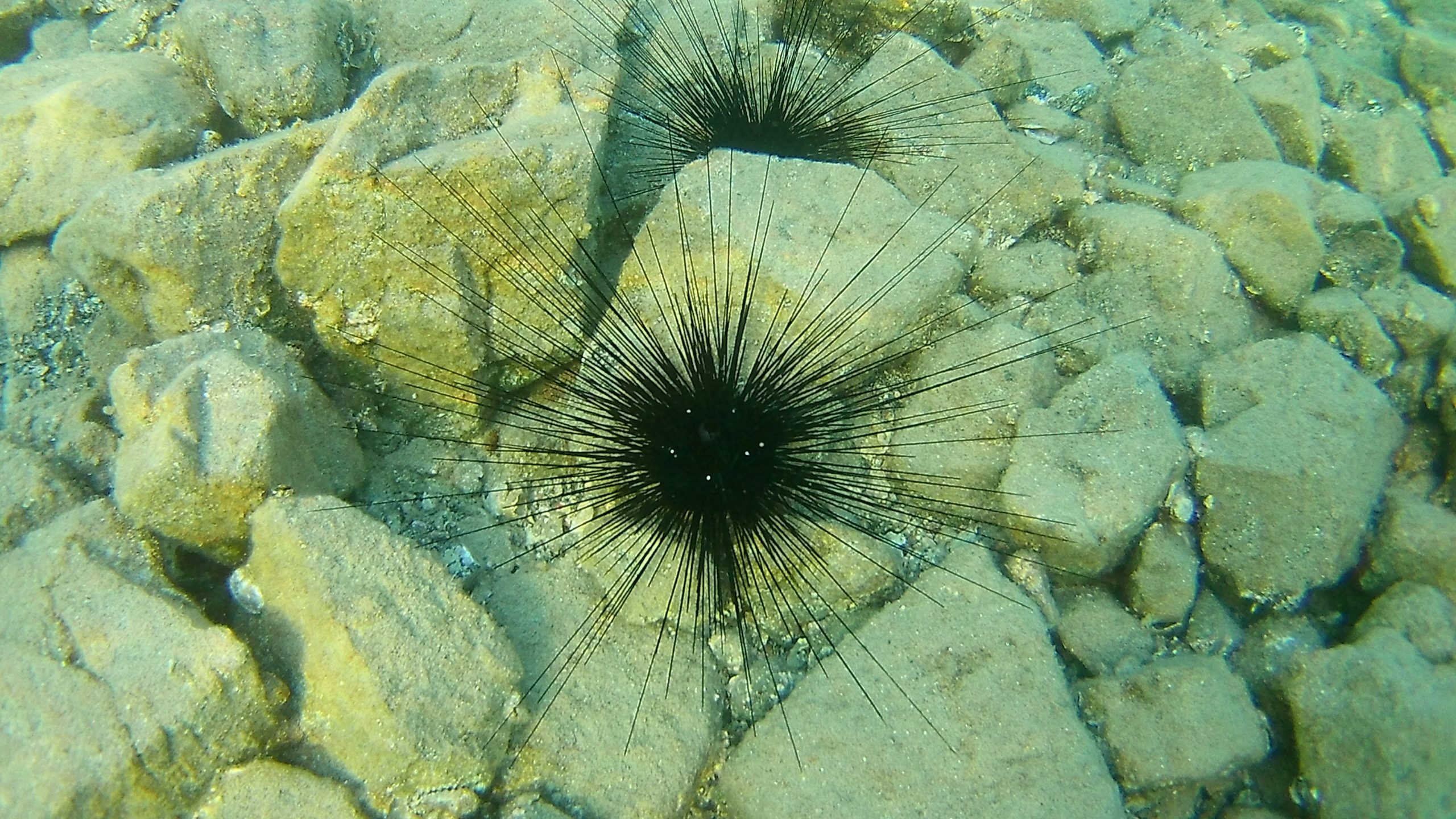 deniz kestanesi