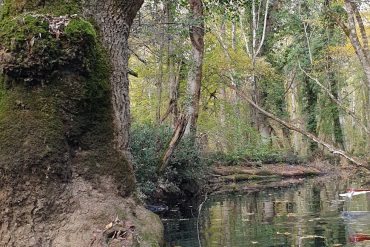 longoz ormanları iğneada